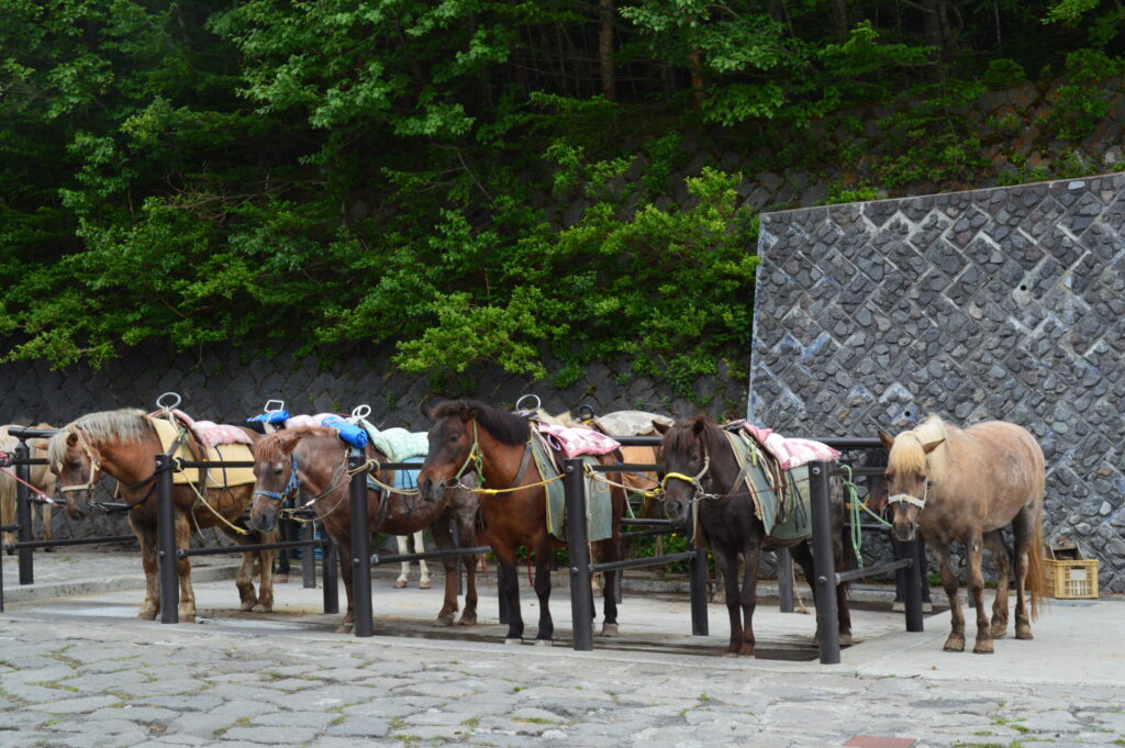 登山口に並んでいる馬さんたちの写真
