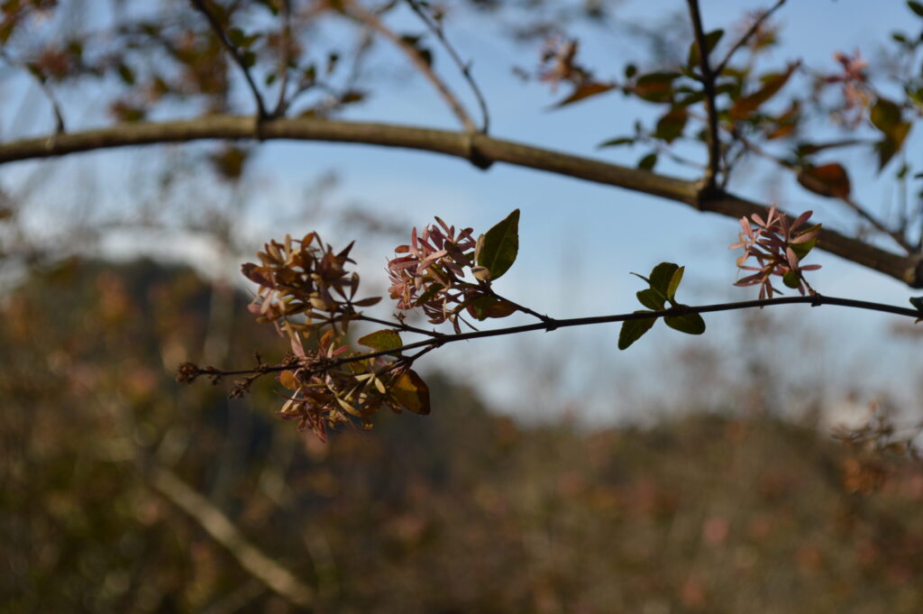 かわいい枯れ木
