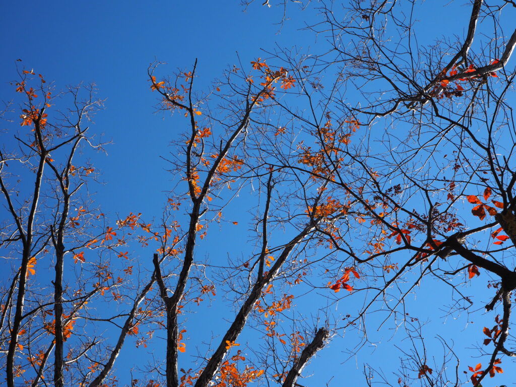 ちょっと残っていた紅葉