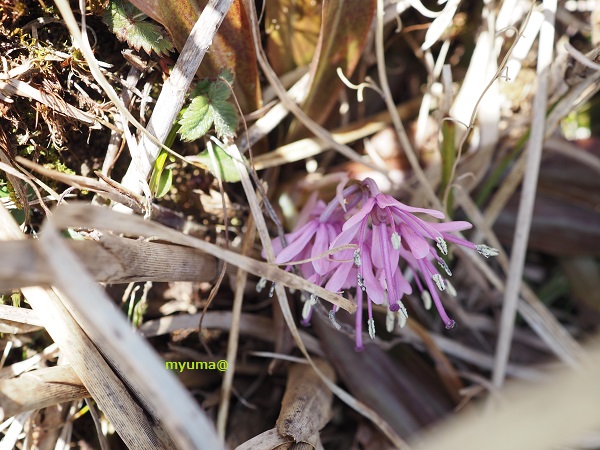 ショウジョウバカマ