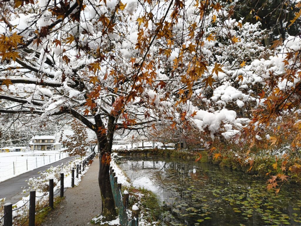 雪景色とモネの池