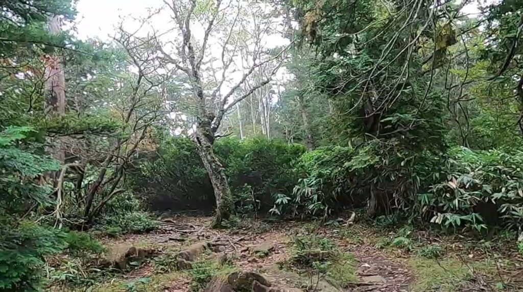 木々がならぶ登山道