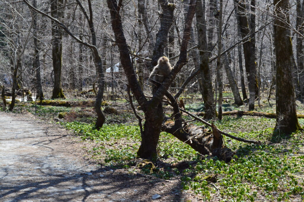上高地のサル