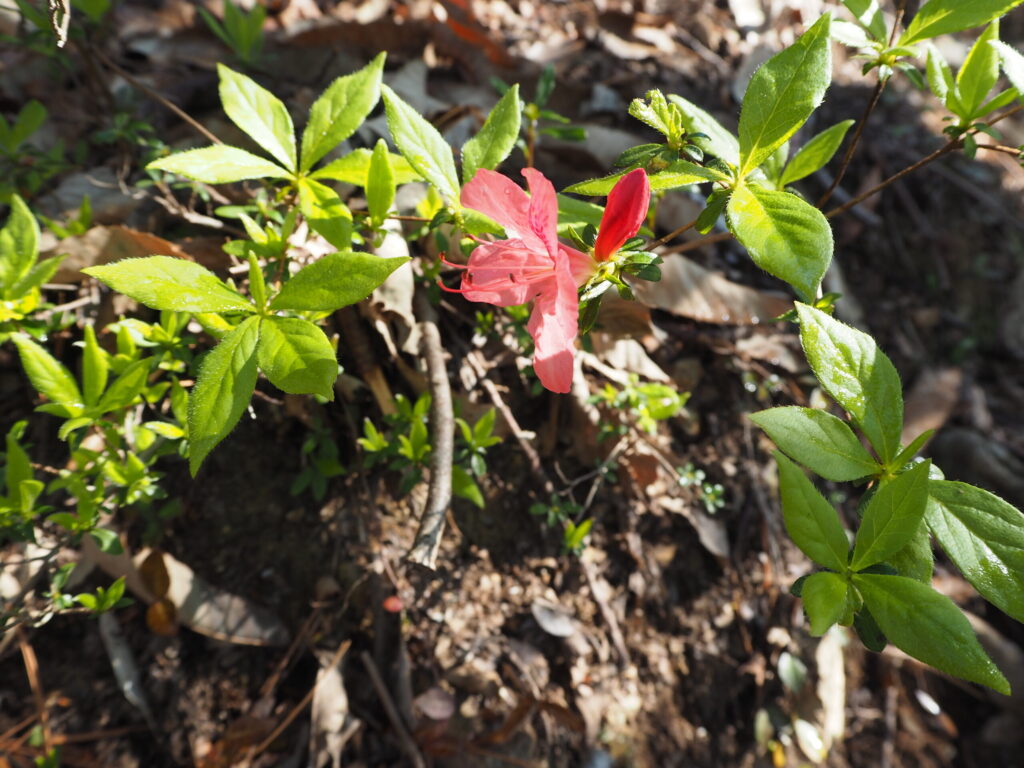 季節外れのツツジの花