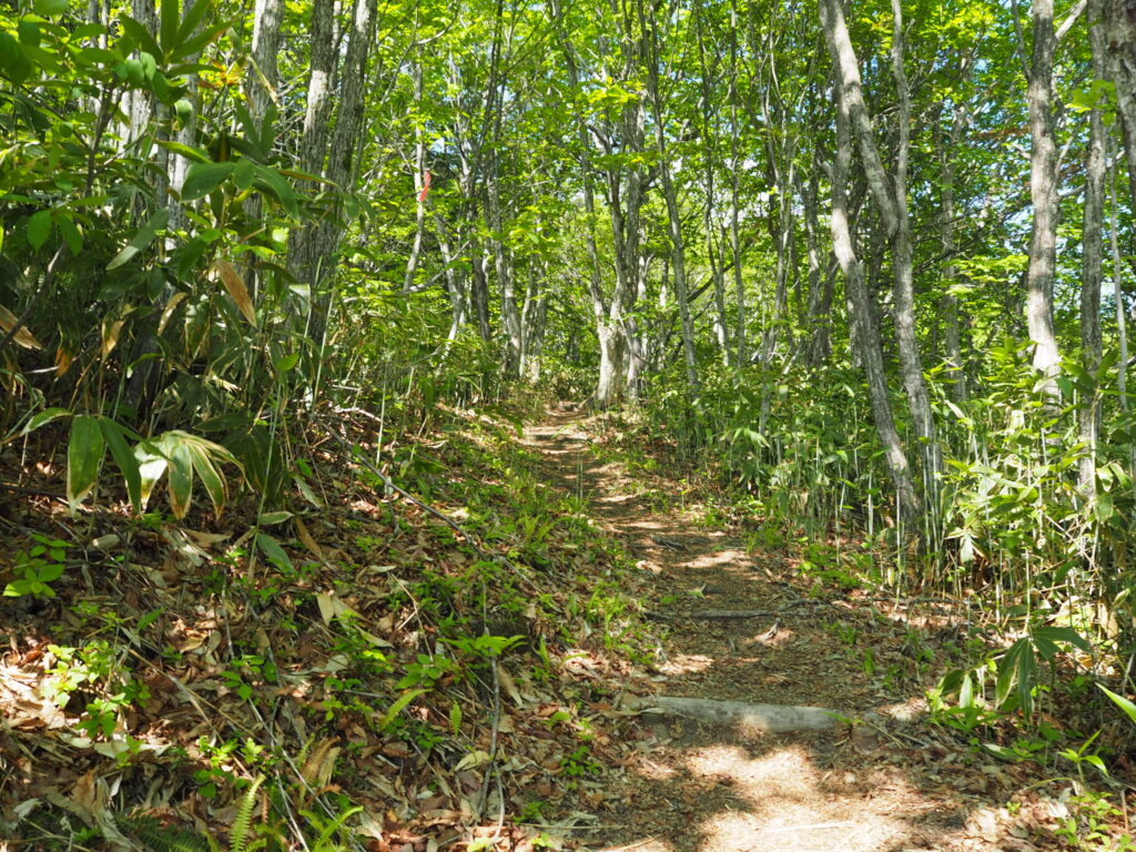木々の茂る登山道