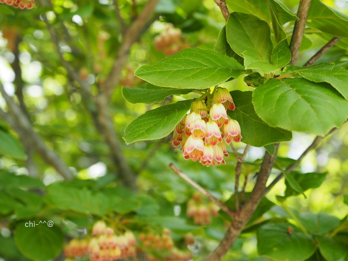 サラサドウダン