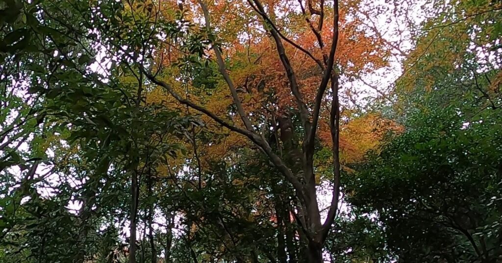 登山道の紅葉