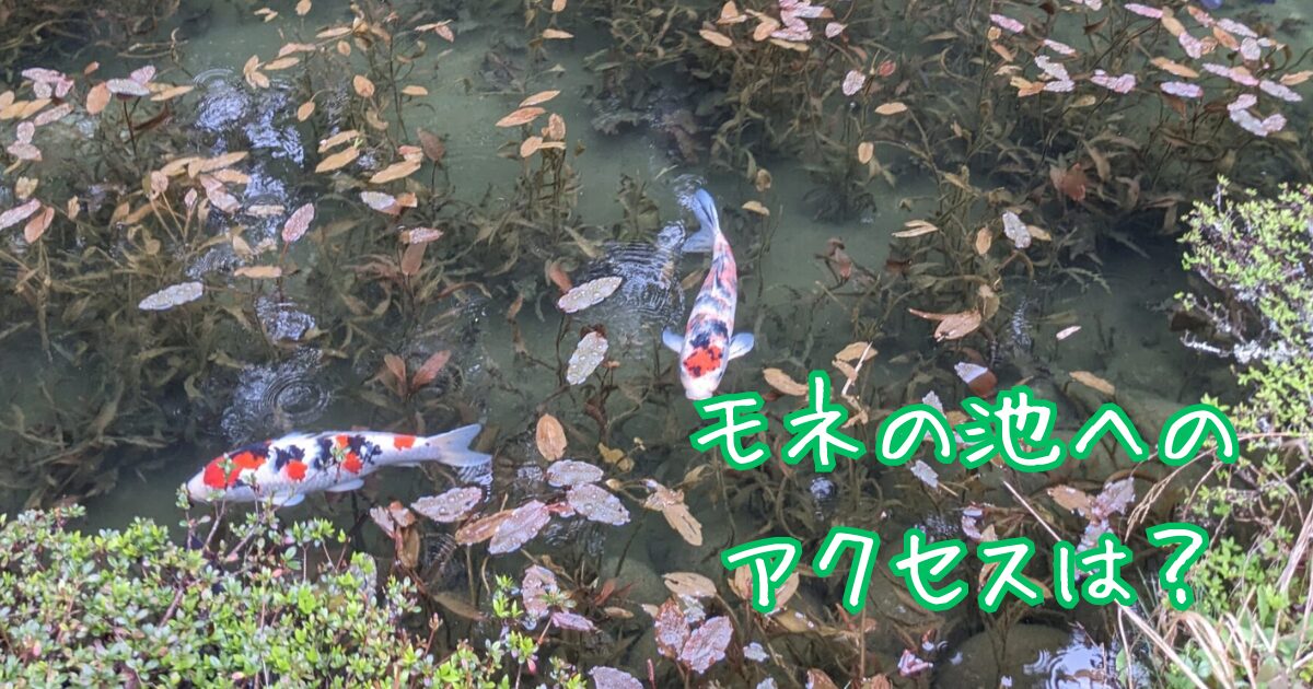 モネの池で泳いでいる錦鯉の写真