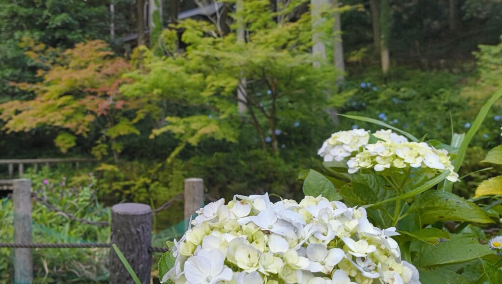 うっすら紅葉しているモミジとアジサイが一緒に咲いている写真