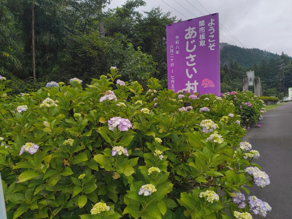アジサイの時期に、アジサイ村となる板取。