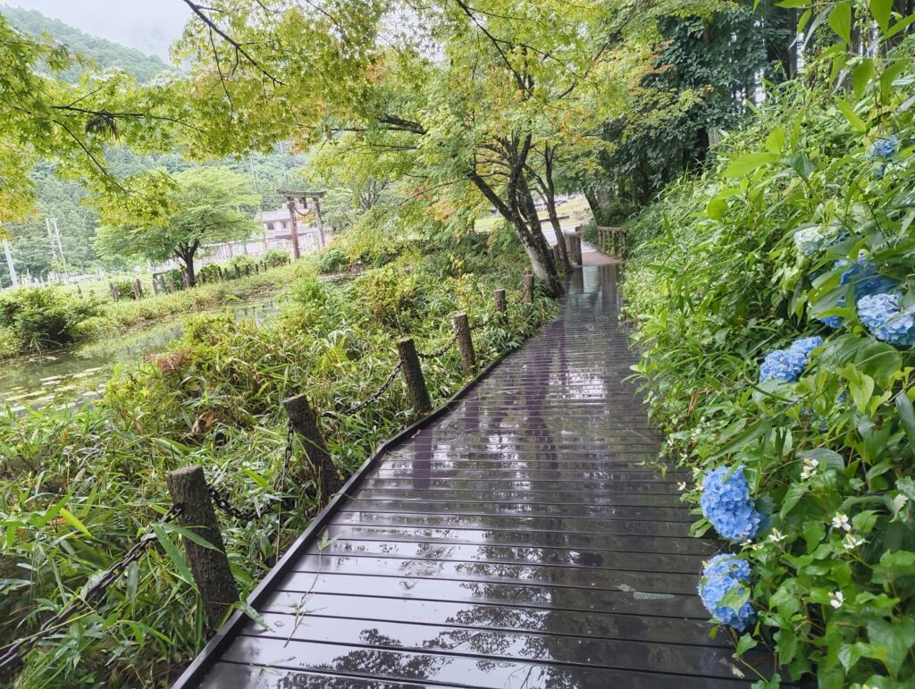 雨の日のモネの池の木道