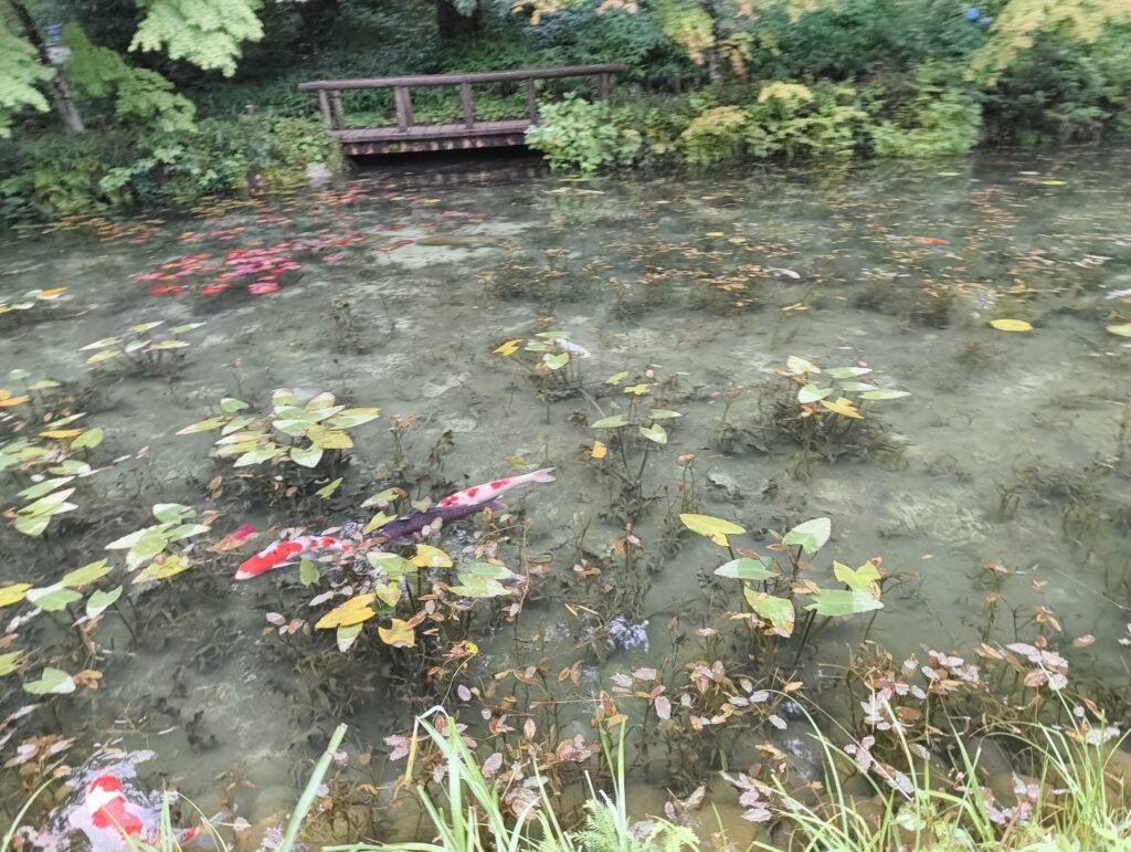 雨の日のモネの池