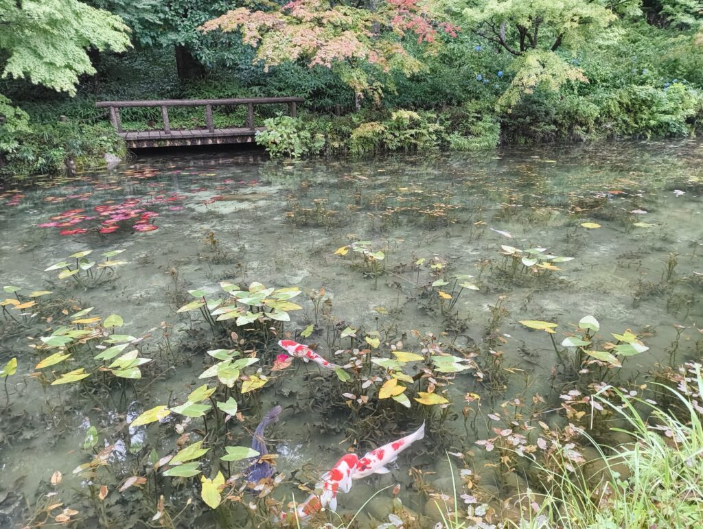 大雨の日の直後のモネの池の様子。濁ってない。