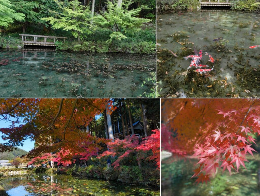 モネの池のありのままの写真