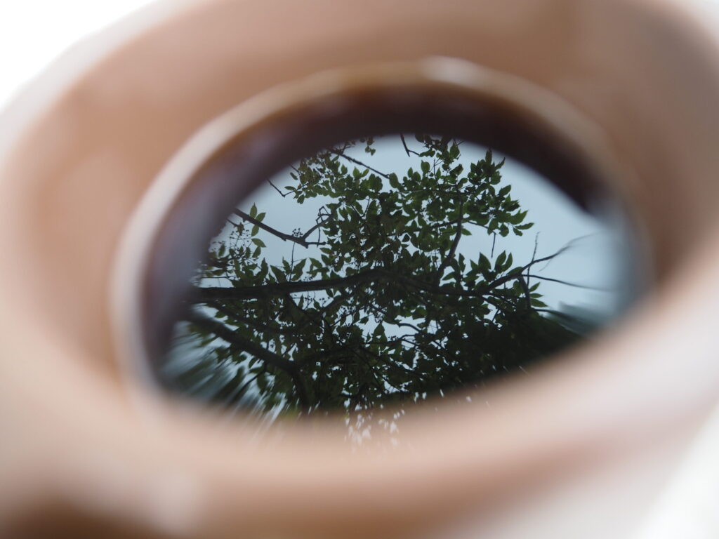 コーヒーに映る木々の写真