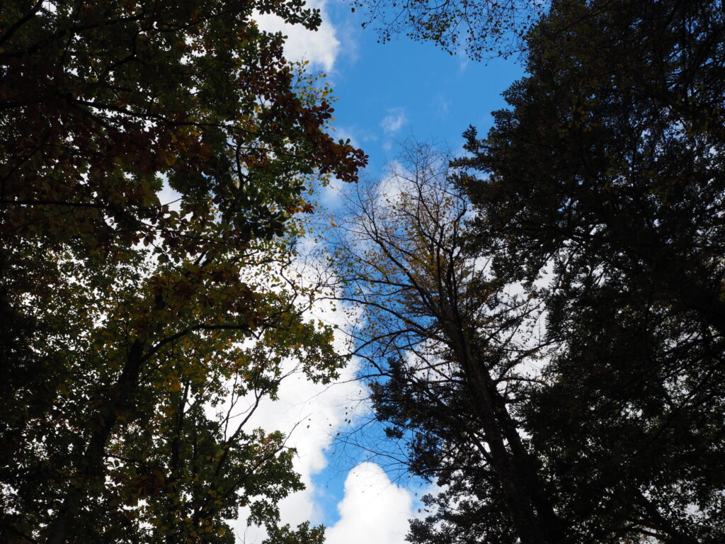 森を見上げて青空の見える写真