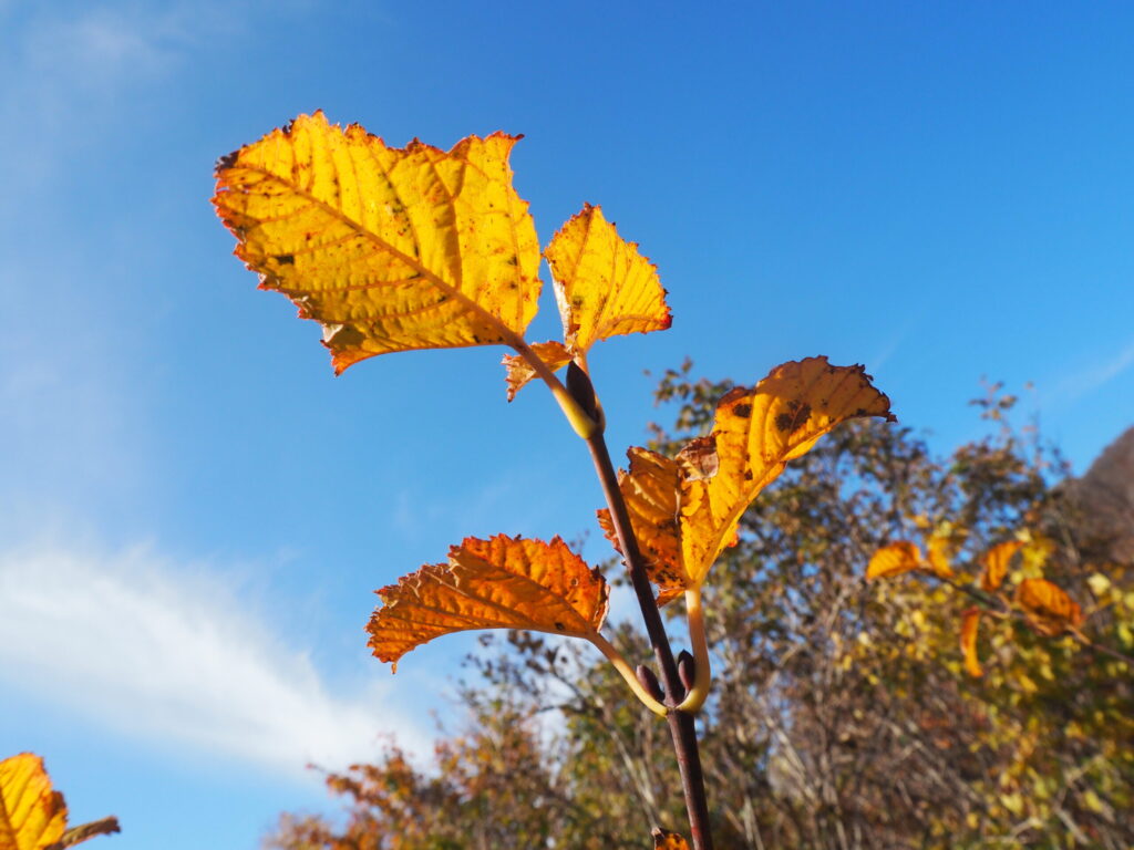 青空に映える紅葉の写真