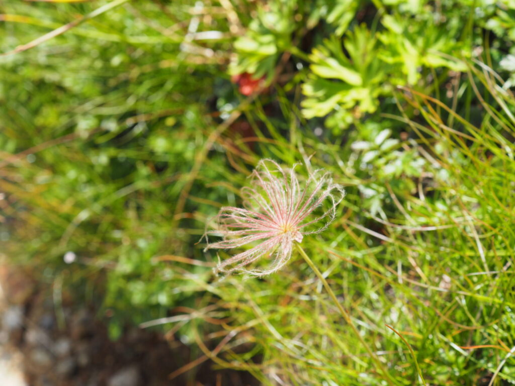 綿毛になったチングルマの写真