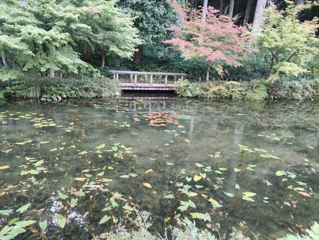 モネの池写真
