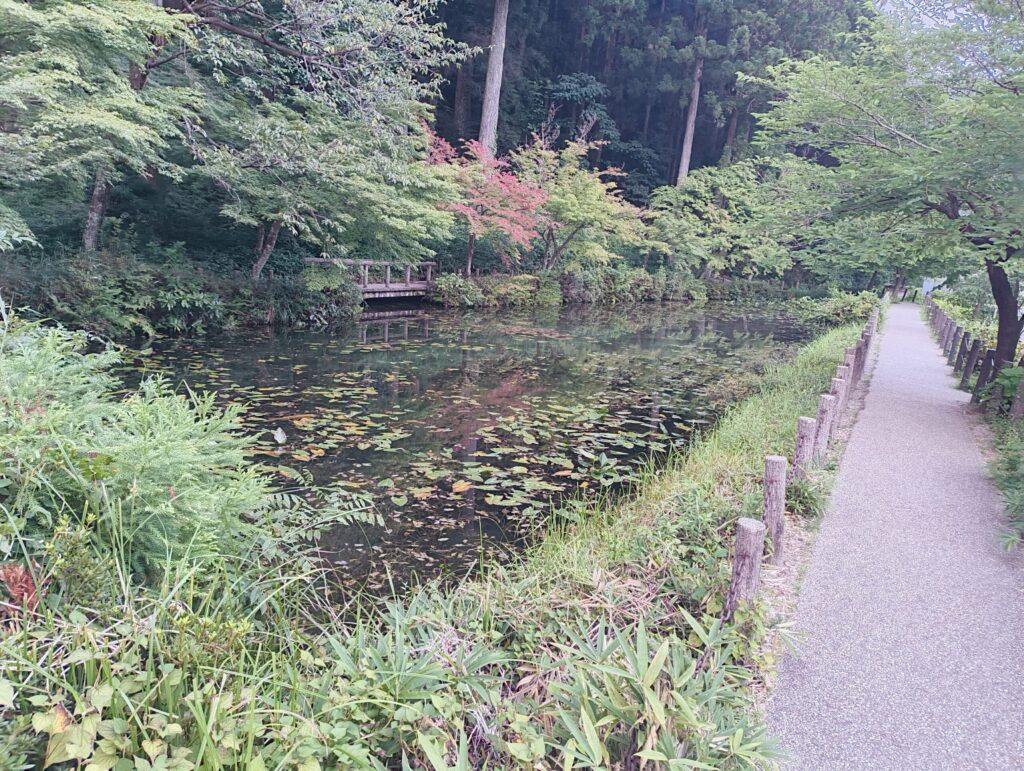 モネの池全景の写真