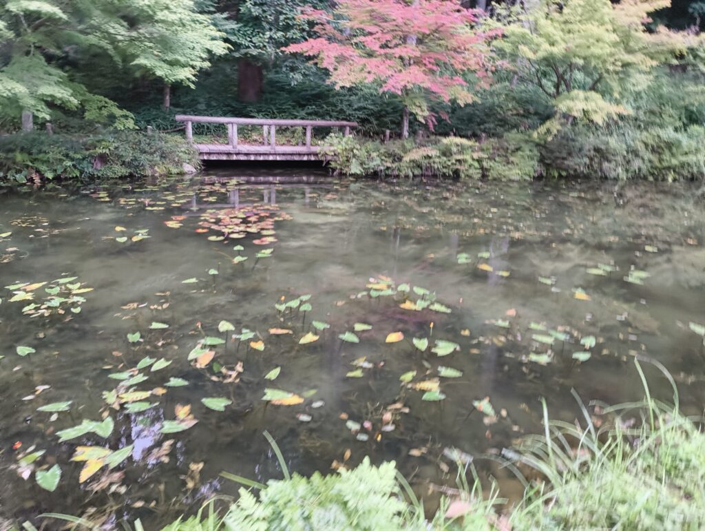 モネの池8月中旬の写真