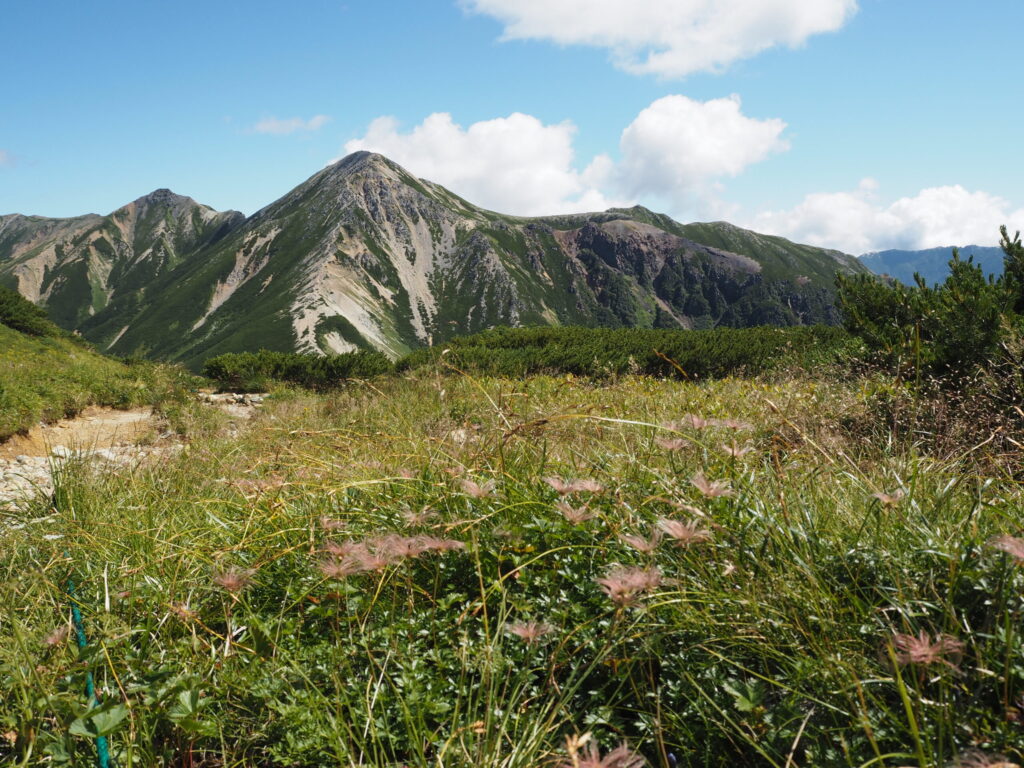 鷲羽岳とチングルマの写真