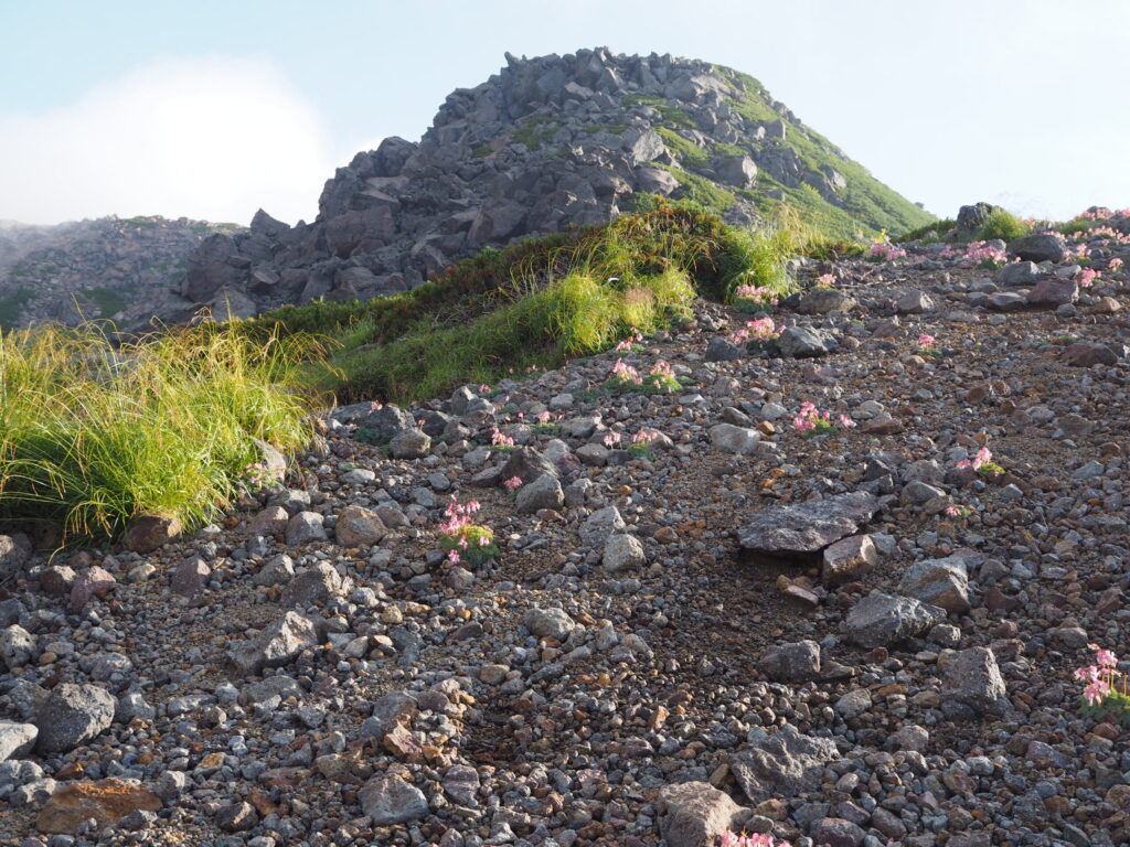 登山道に点々と咲くコマクサの写真