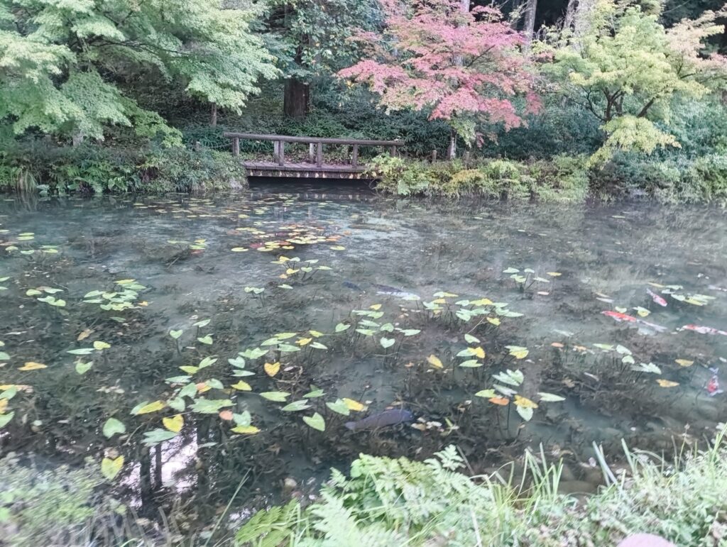 モネの池9月の大雨の後の写真